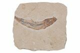 Bargain, Cretaceous Fossil Fish - Lebanon #218814-1